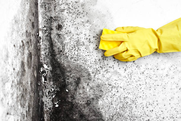 Best Attic Mold Removal  in Auburn, NE