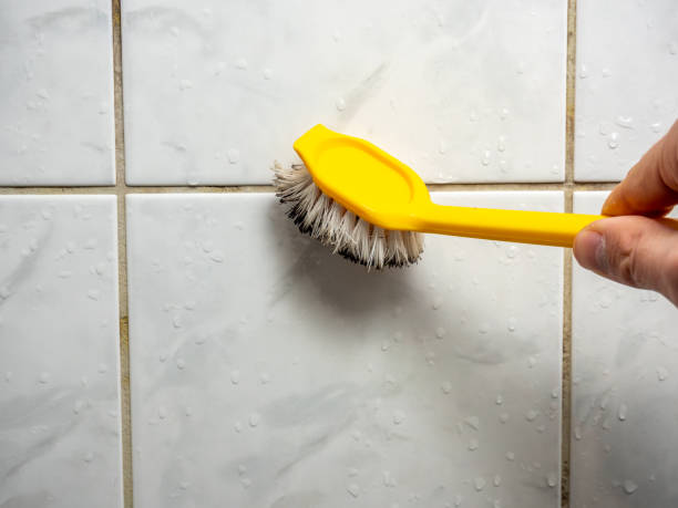 Professional Mold Removal in Auburn, NE