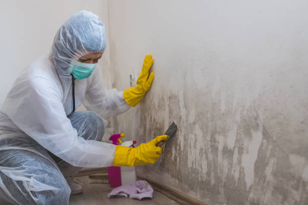 Best Toxic Mold Removal  in Auburn, NE