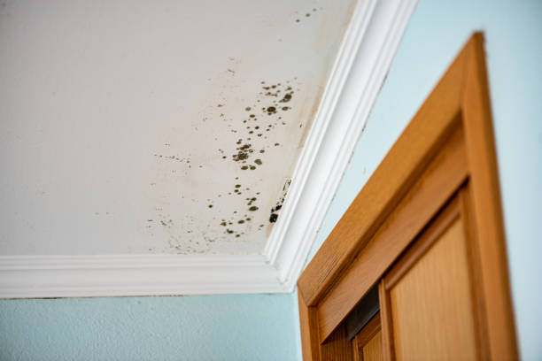 Best Professional Mold Removal  in Auburn, NE