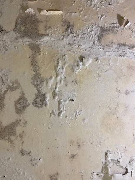 Best Residential Mold Removal  in Auburn, NE