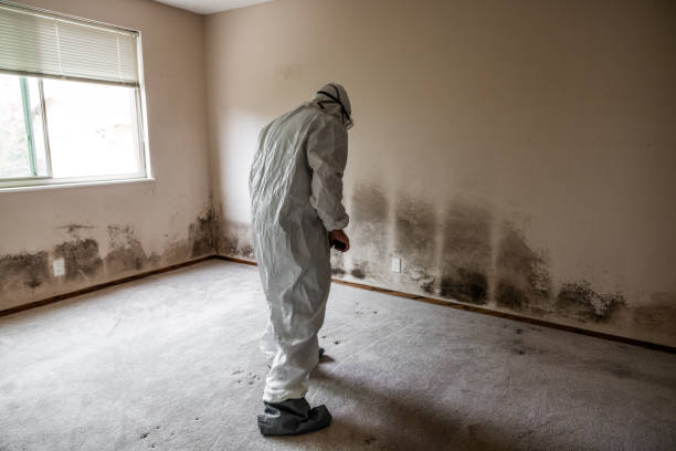 Best Mold Damage Repair  in Auburn, NE